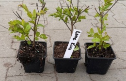 Lagerstroemia Indyjska Kiss Milarosso Jedyna Niska Odmiana doniczka 0,5L