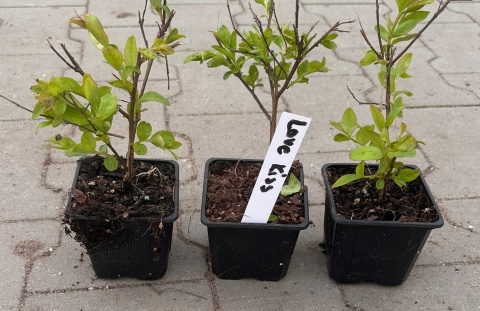 Lagerstroemia Indyjska Kiss Milarosso Jedyna Niska Odmiana doniczka 0,5L