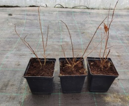 Lagerstroemia Indyjska Mauve Fioletowa Bez Południa doniczka 0,5L