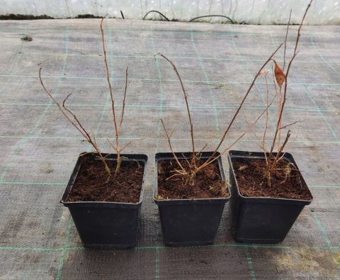 Lagerstroemia Indyjska Mauve Fioletowa Bez Południa doniczka 0,5L