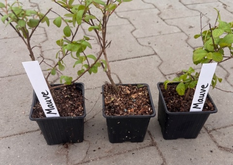 Lagerstroemia Indyjska Mauve Fioletowa Bez Południa doniczka 0,5L