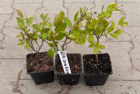 Lagerstroemia Indyjska Eternal Fioletowo-Różowa Miniaturowa Odmiana Doniczka 0,5L