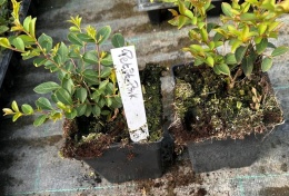 Lagerstroemia PETITE PINK DŁUGO PIĘKNIE Kwitnie doniczka 1L