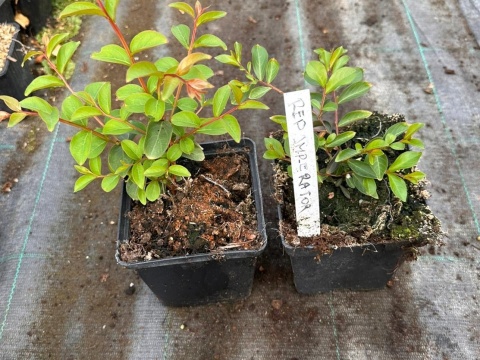 Lagerstroemia Red Imperator doniczka 0,5L