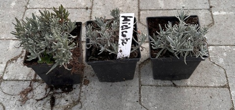 Lawenda wąskolistna Hidicote Pięknie Pachnie doniczka 0,5L