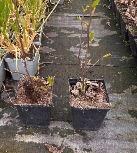 Magnolia Susan doniczka 1L