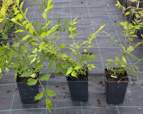 Milin amerykański Judy Kwitnące Najpiękniejsze Pnącze doniczka 1L