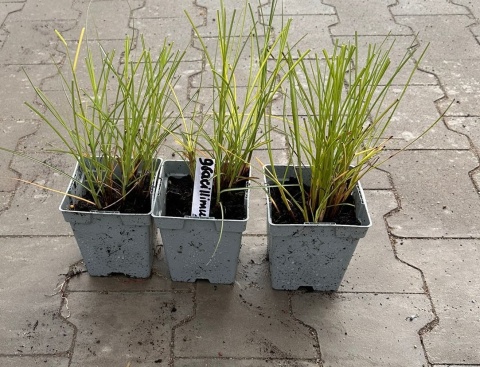 Miskant chiński Gracillimus doniczka 1L Miskant chiński Gracillimus doniczka 1L