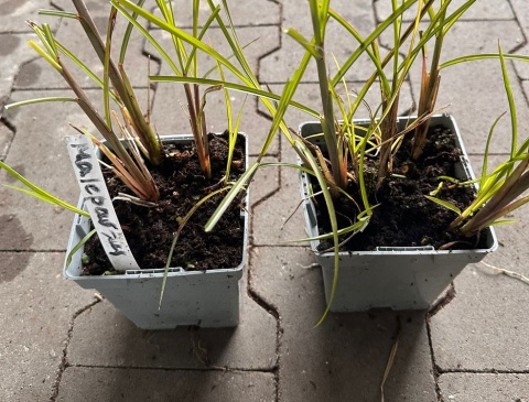 Miskant chiński Malepartus Bordowe Kwiaty doniczka 1L