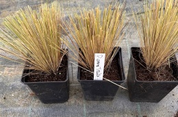 Ostnica Pony Tails doniczka 1L