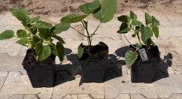 Paulownia Tlenowe Drzewko doniczka 0,5L