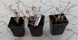 Perovskia Lawendowy Krzew Intensywny Zapach doniczka 0,5L