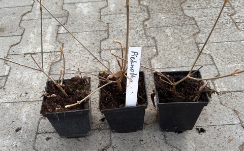 Pięknotka bodiniera Niespotykane Piękne Owoce Profusion doniczka P9