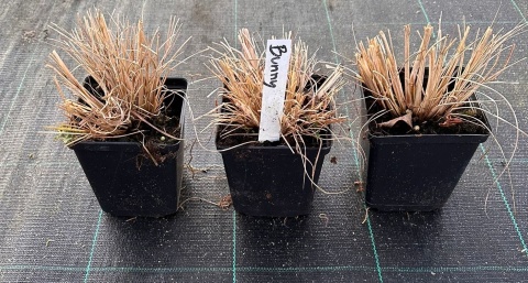 Rozplenica japońska Burgundy Bunny doniczka 1L