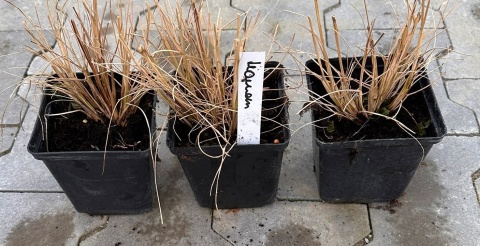 Rozplenica japońska Hameln piórkówka doniczka 1L