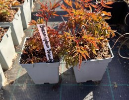 Tawułka arendsa Bressingham Beauty Różowe Pierzaste Kwiaty doniczka 1L