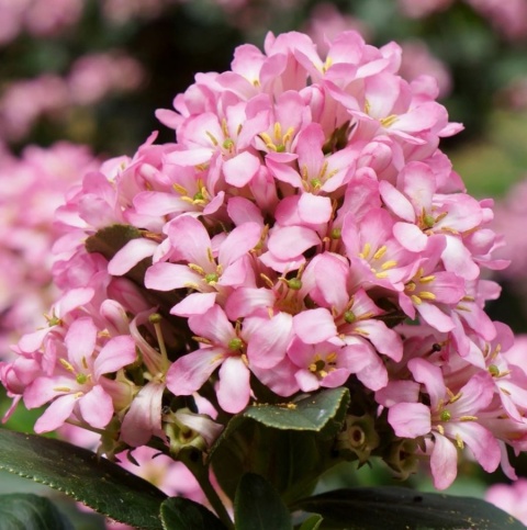 Twardziczka Escallonia Pink Elle Idealna Do Donicy