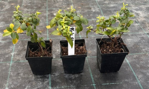 Twardziczka Escallonia Pink Elle Idealna Do Donicy