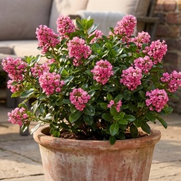 Twardziczka Escallonia Pink Elle Idealna Do Donicy